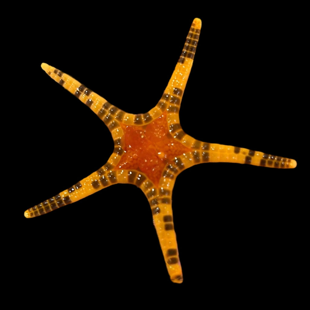 Bali Double Starfish