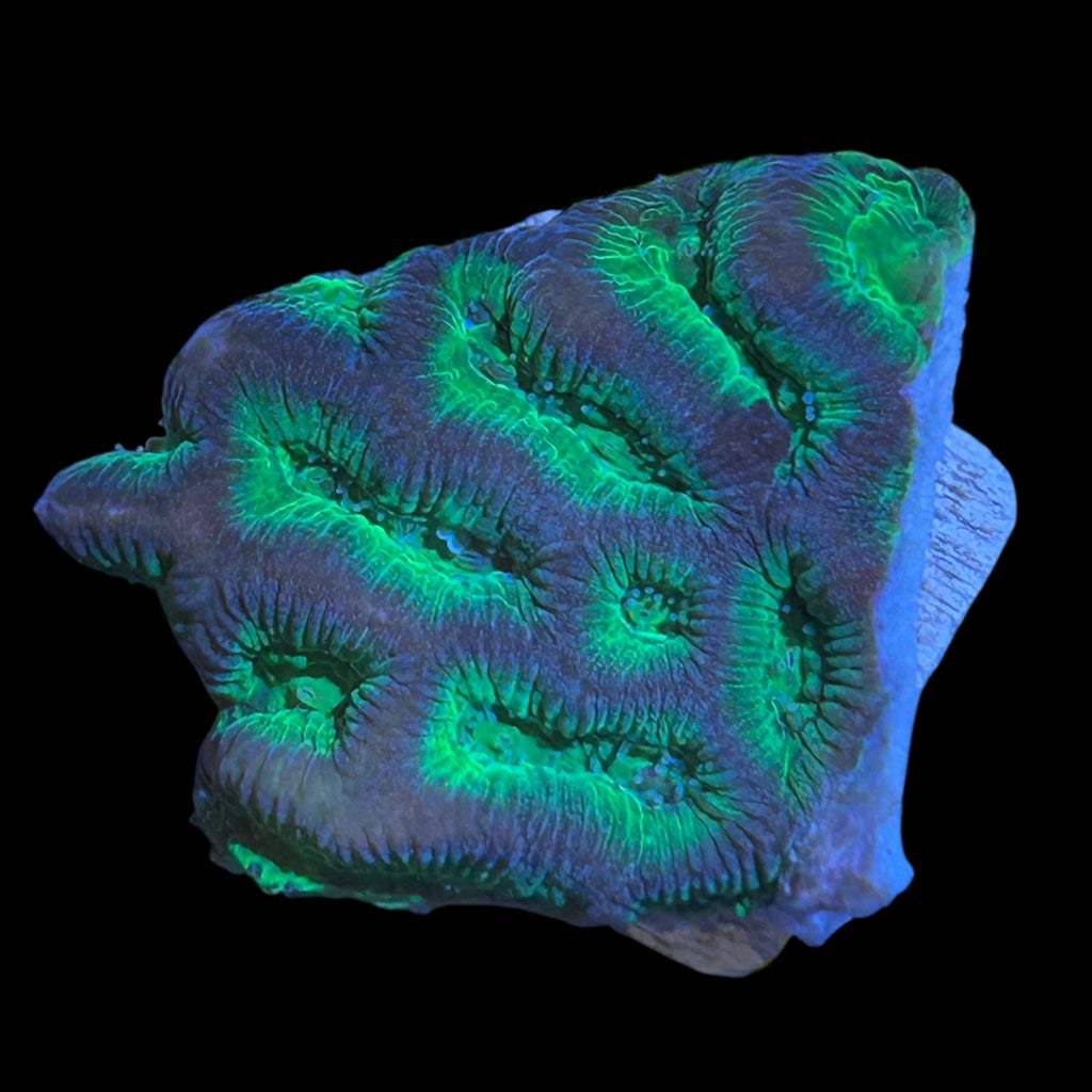 Special-Maze Brain Coral Frag-Aquacultured