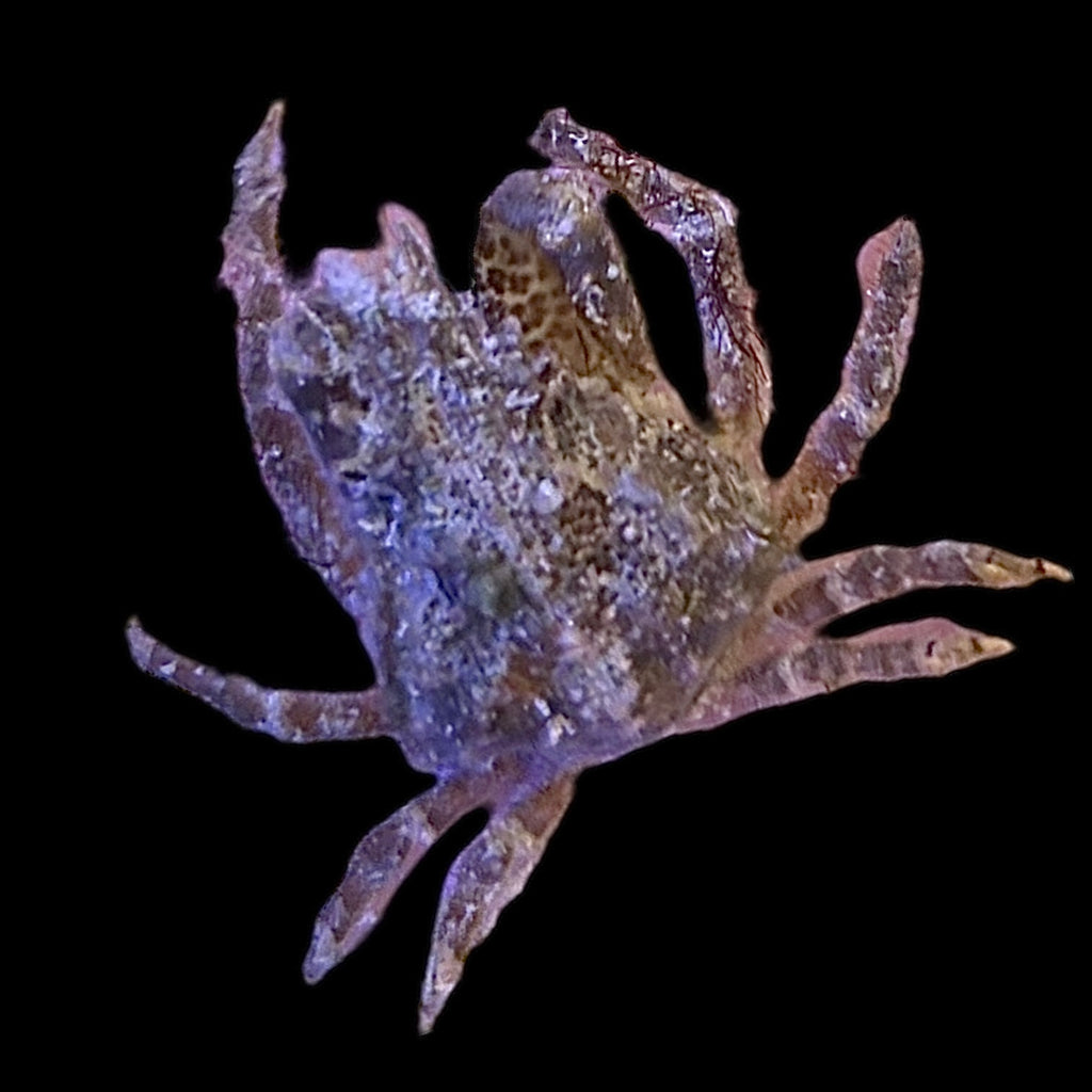Holiday Special-Decorator Crab