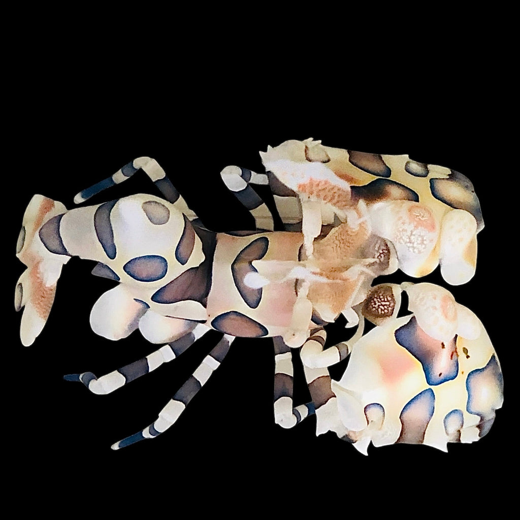 Harlequin Shrimp