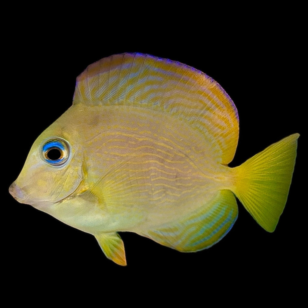 Aquarium Conditioned-Atlantic Blue Tang