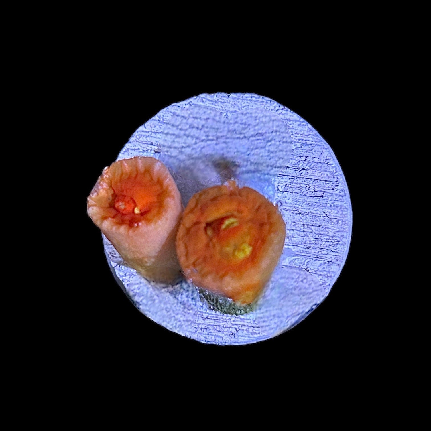 Dendrophyllia Coral-Frag