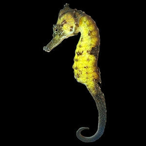 Captive Bred-Kuda Seahorse-Single