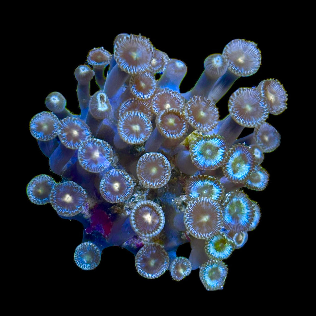 WYSIWYG Zoanthid Frag