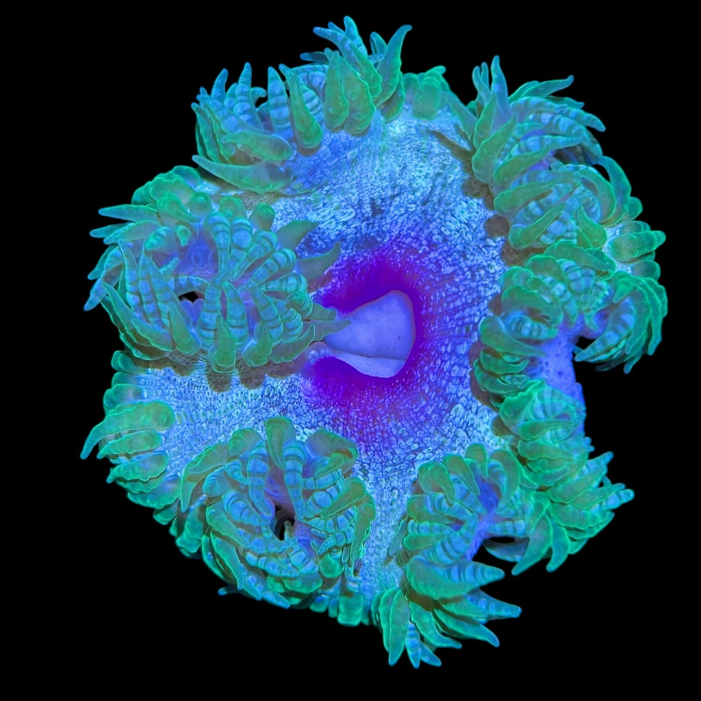 WYSIWYG Purple Mouth Haitian Rock Flower Anemone