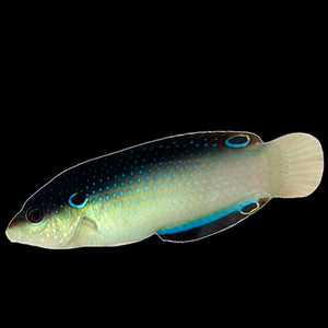 Aquarium Conditioned-China Wrasse