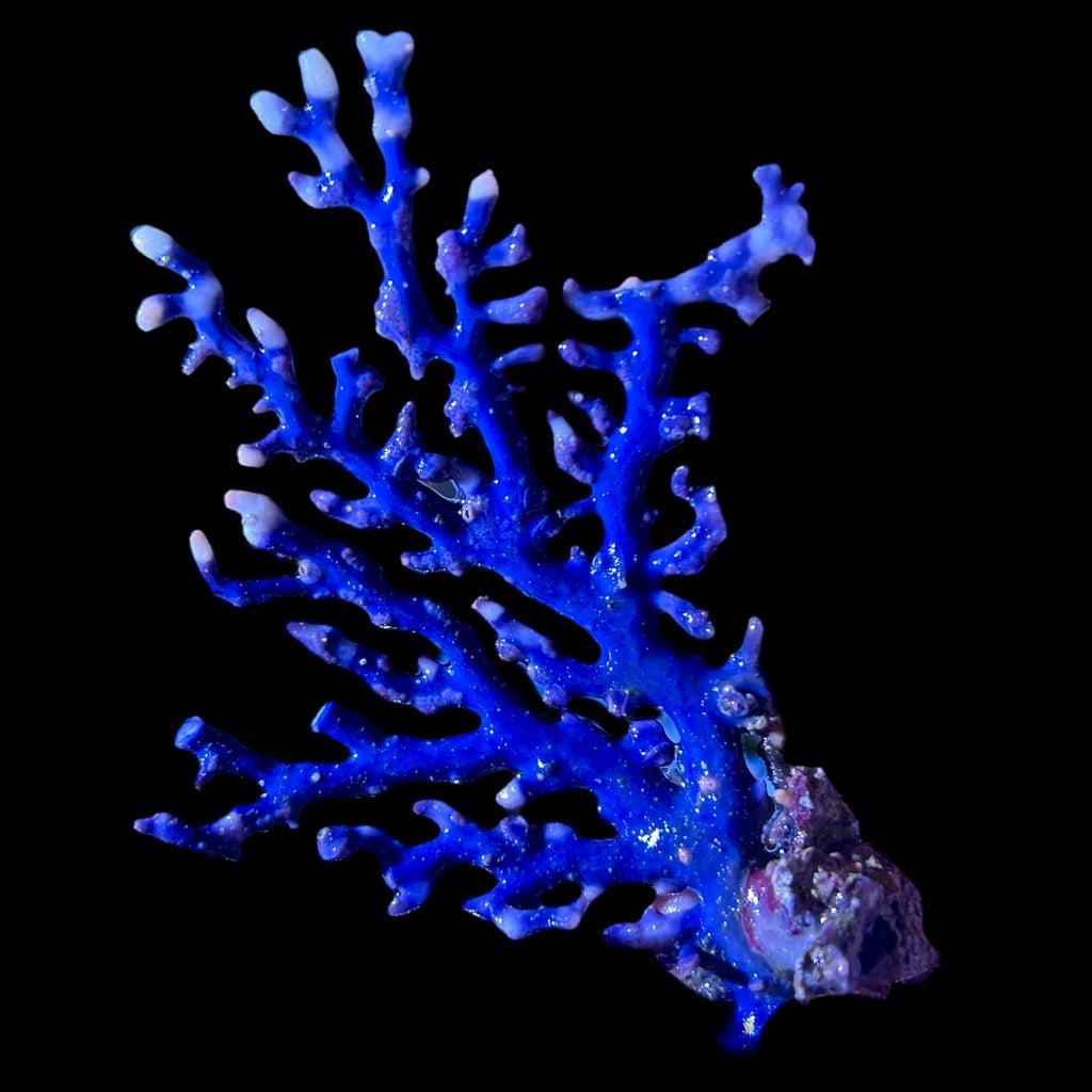 WYSIWYG Indonesian Blue Lace Coral