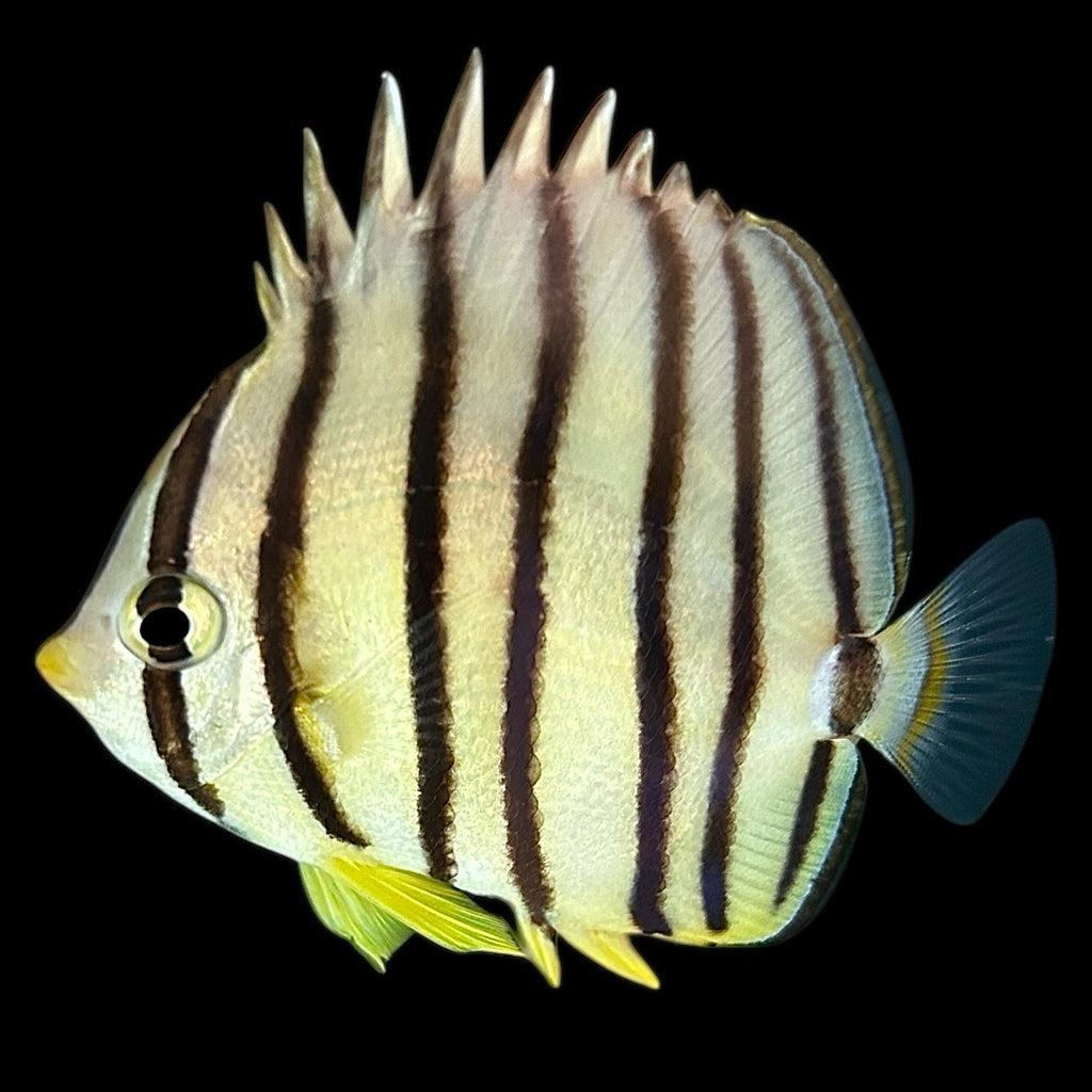 Aquarium Conditioned-Cebu Eight Lined Butterflyfish