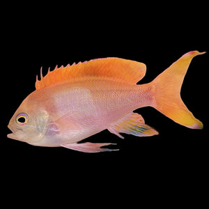 Aquarium Conditioned-Male Squareblock Anthias