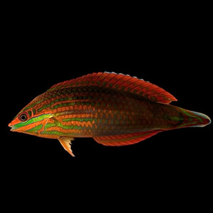 Aquarium Conditioned-Christmas Wrasse (Adult Color Phase)