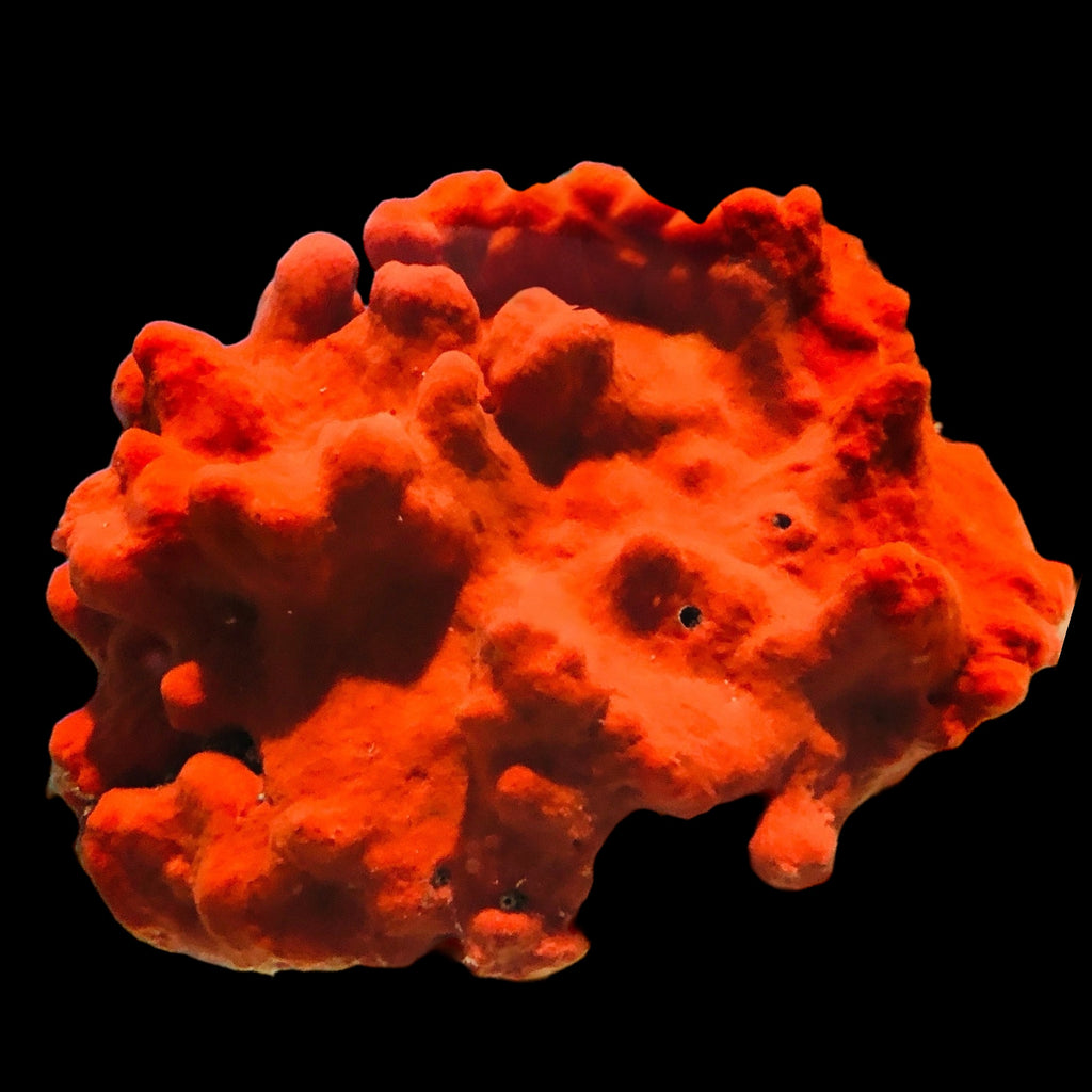 Red Knob Encrusting Sponge