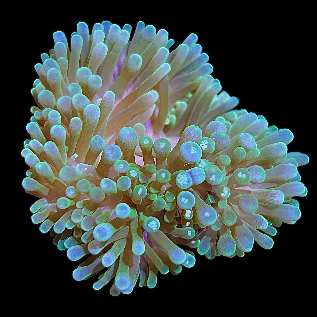 Anemones – Alyssa's Seahorse Savvy