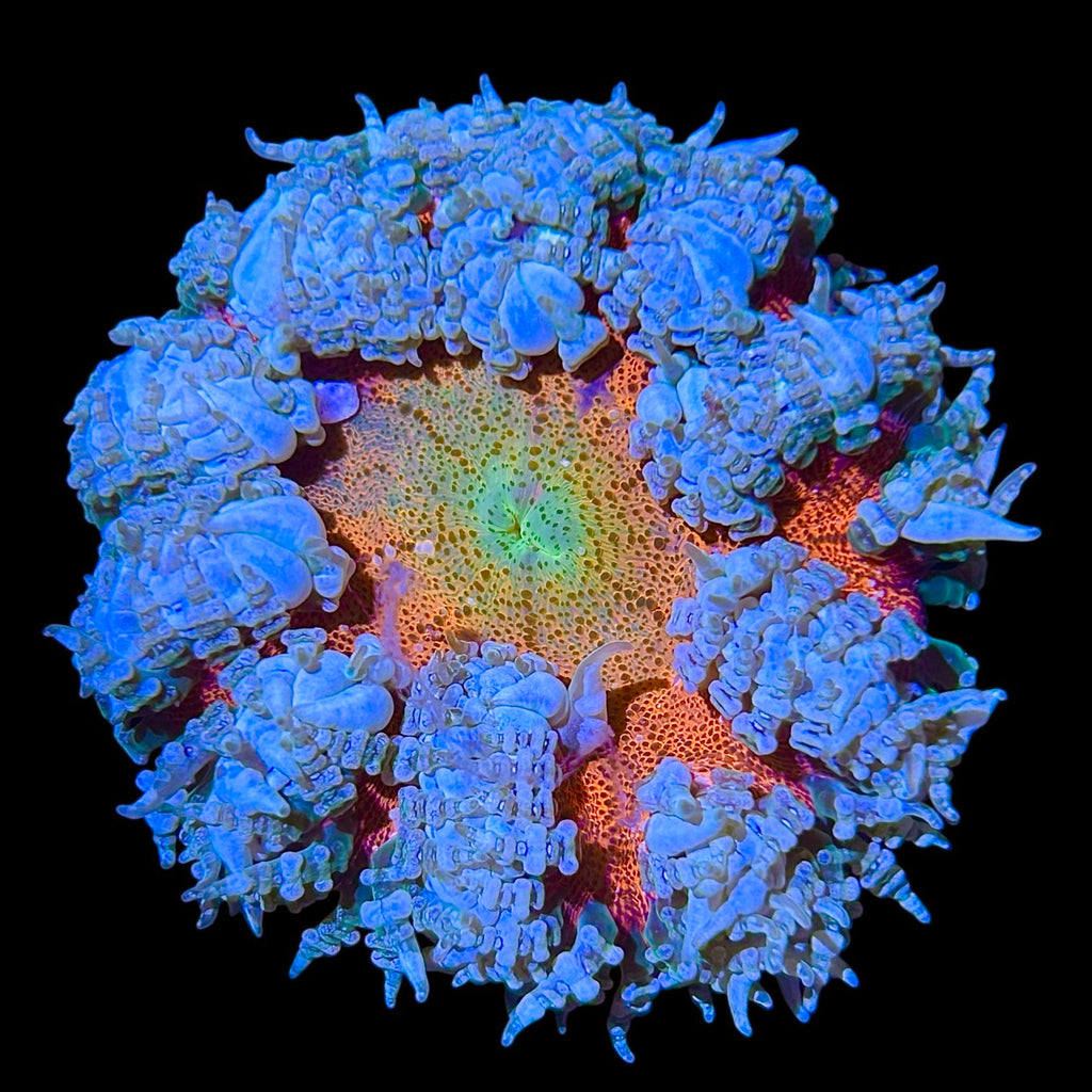 WYSIWYG Orange Center Belize Rock Flower Anemone