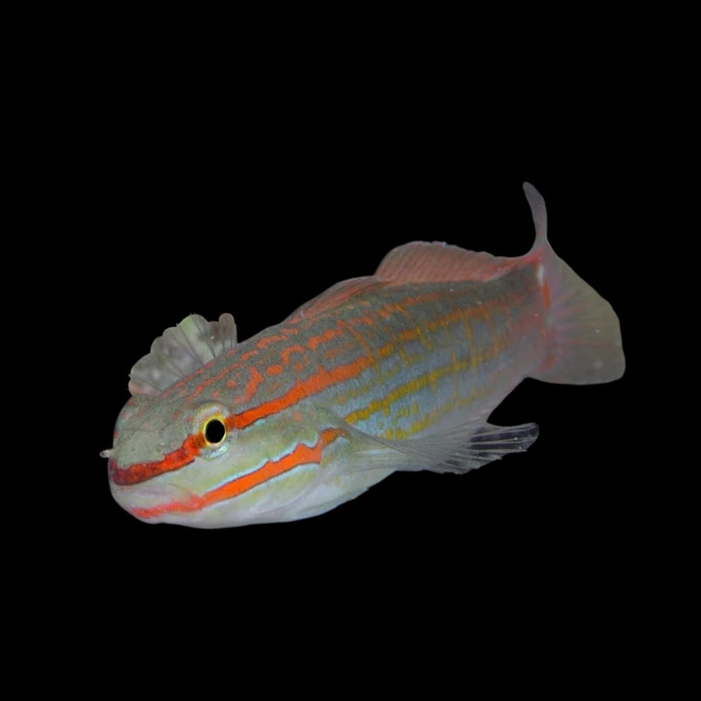 Aquarium Conditioned-Orange Mark Sleeper Goby (Sand Sifters)