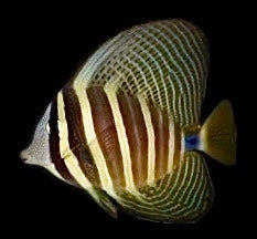 Aquarium Conditioned-Sailfin Tang