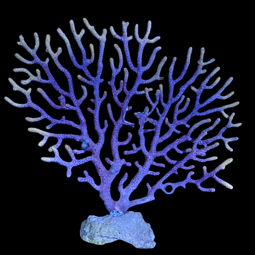 Anthogorgia Gorgonian