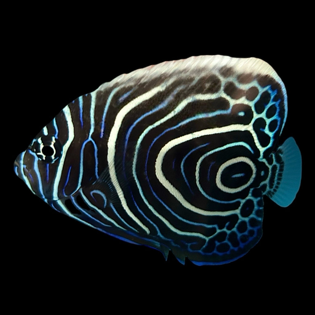 WYSIWYG Aquarium Conditioned-Emperor Angelfish Juvenile