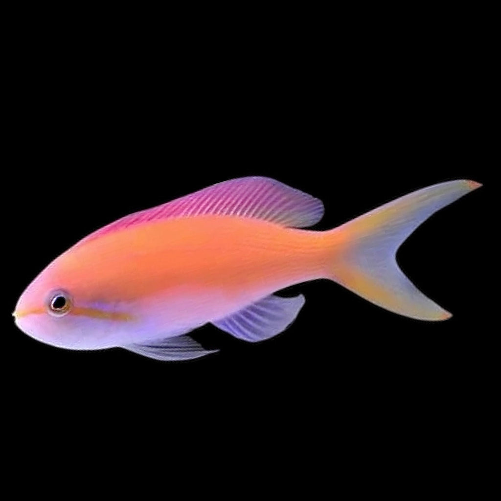 Aquarium Conditioned-Carberryi  Anthias