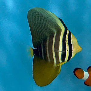 Aquarium Conditioned-Sailfin Tang