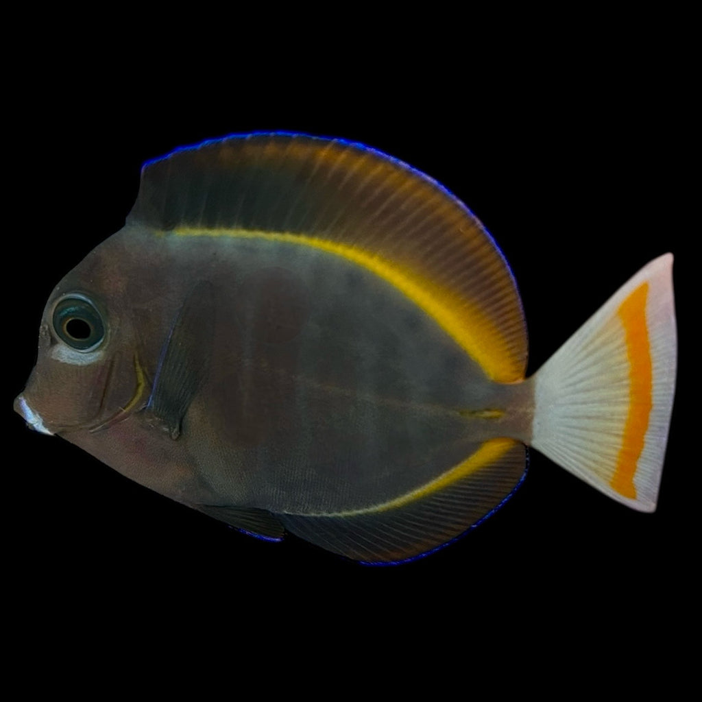 Aquarium Conditioned-Whitecheek Gold Rim Tang