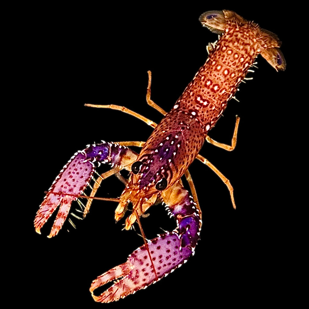Daum's Purple Claw Reef Lobster