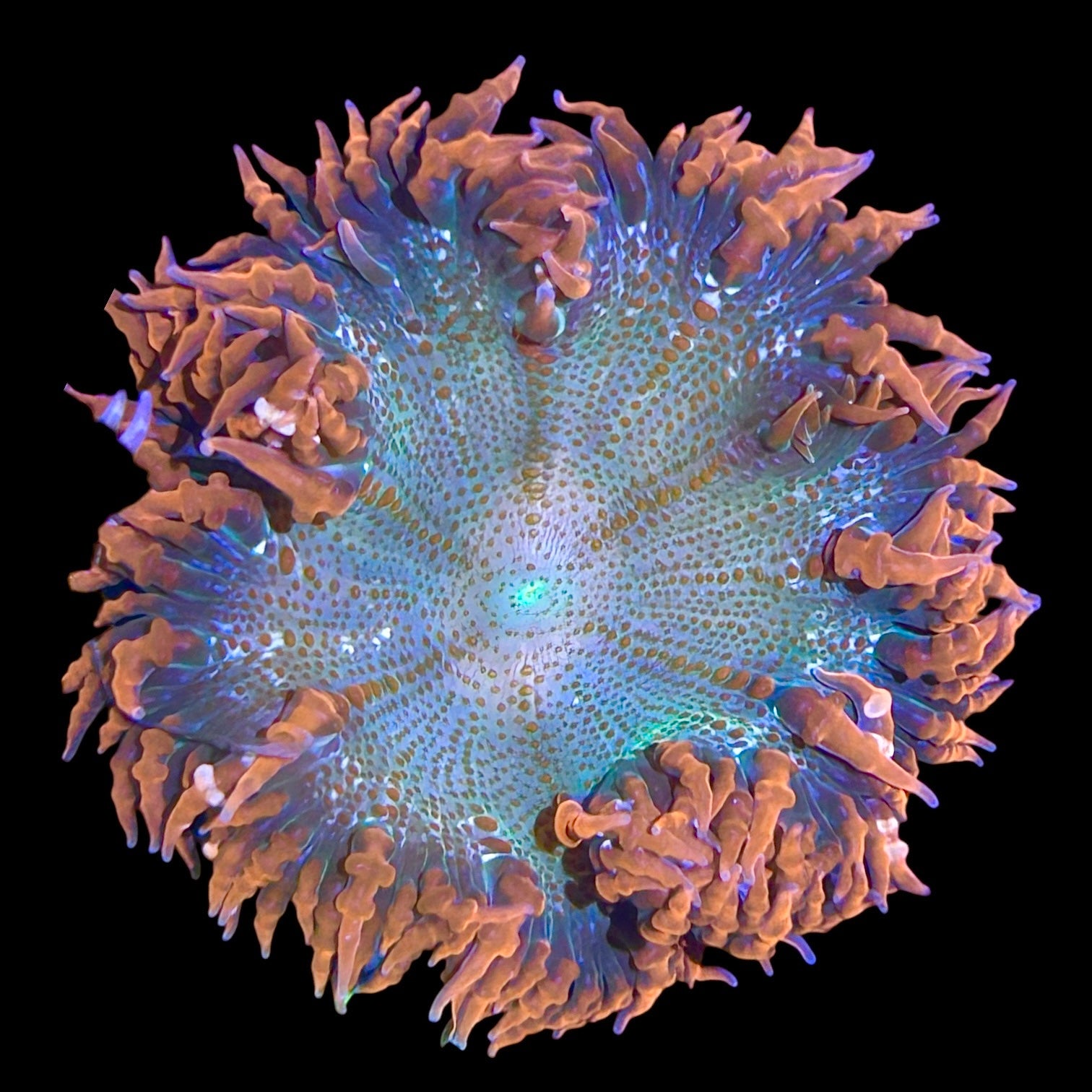 Anemones – Alyssa's Seahorse Savvy