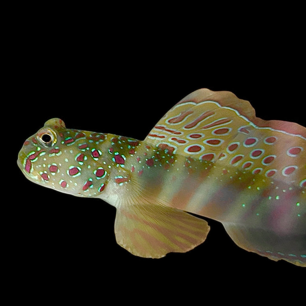 Large Aquarium Conditioned-Pink Spot Watchman Goby