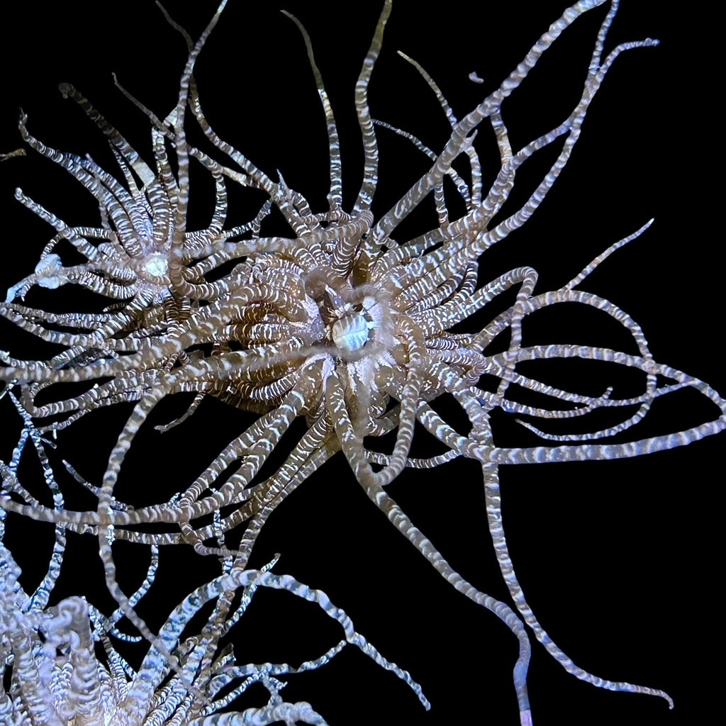 Holiday Special-Caribbean Curlique Anemone
