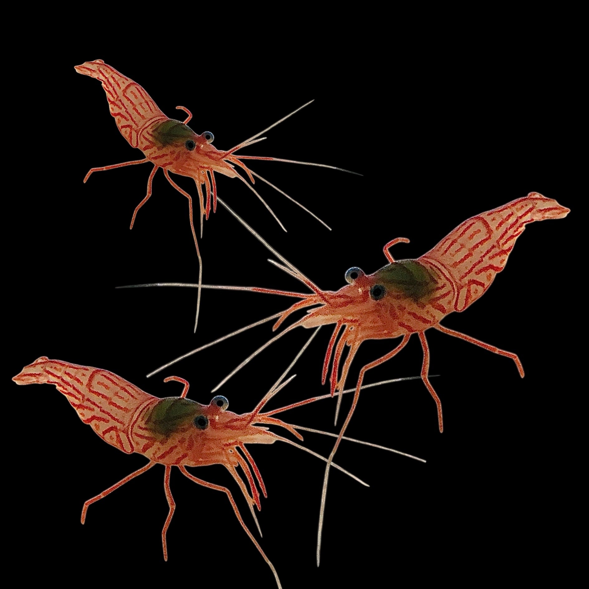Special-6 Pack-Peppermint Shrimp – Alyssa's Seahorse Savvy
