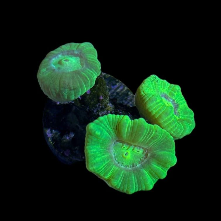 WYSIWYG Neon Candy Cane Coral (Caulastrea)-Aquacultured