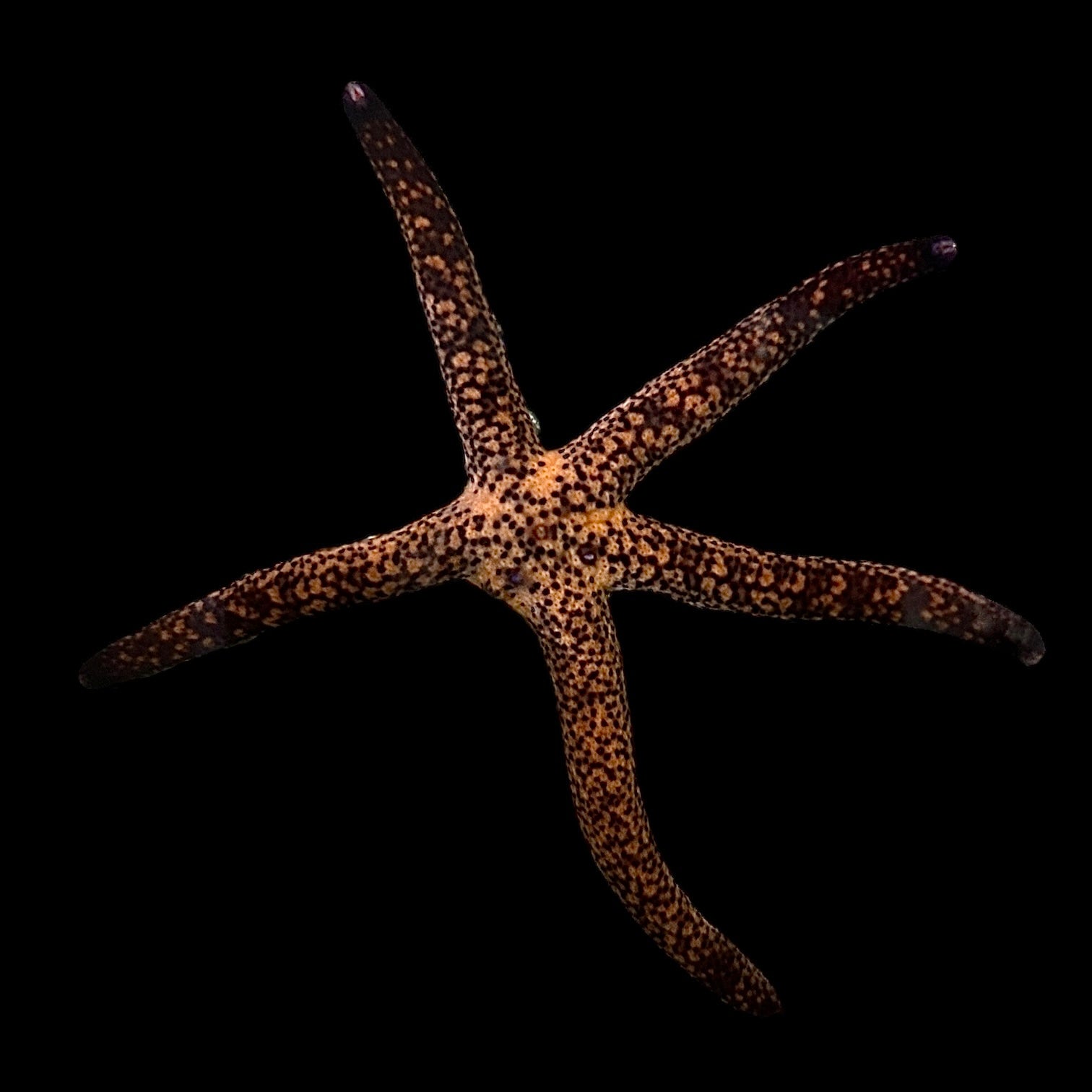 Leopard Linkia Starfish