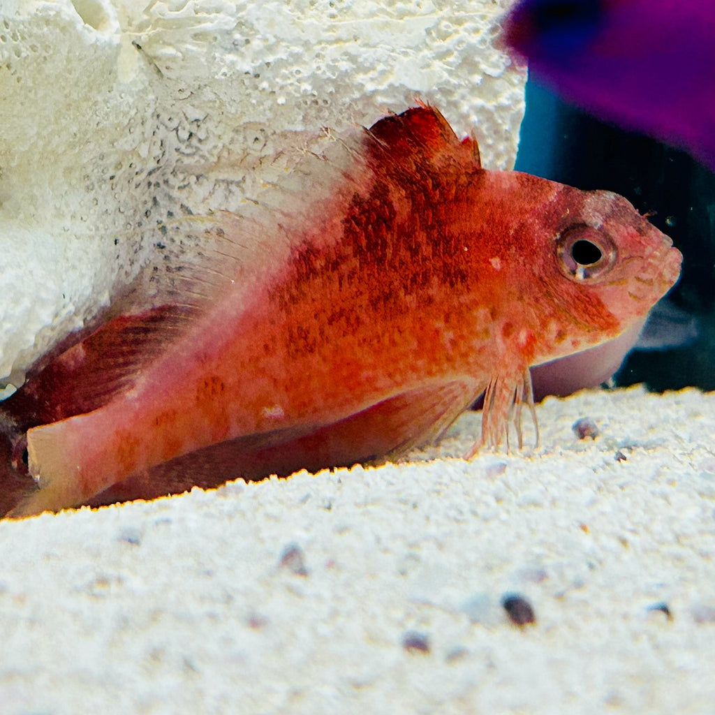 Aquarium Conditioned-Red Lyretail Hawkfish