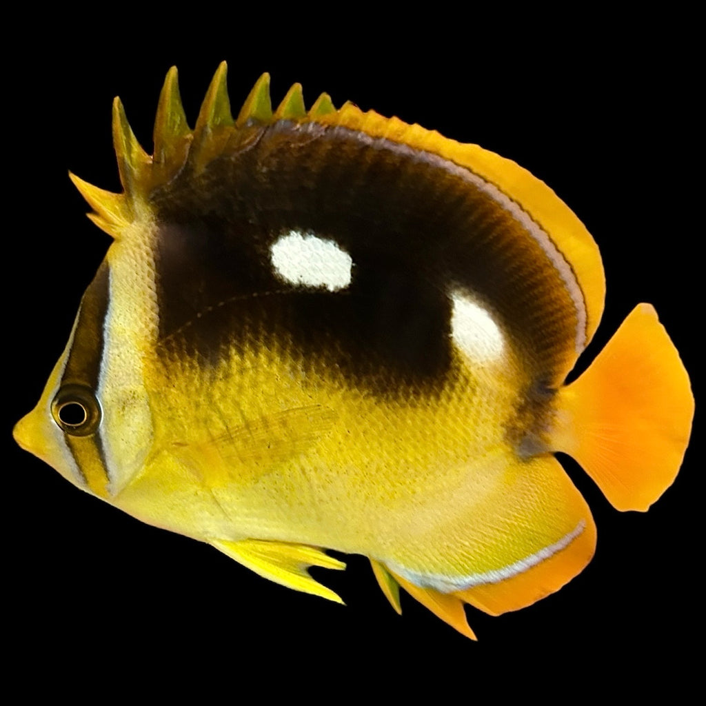 Aquarium Conditioned-Fourspot Butterflyfish