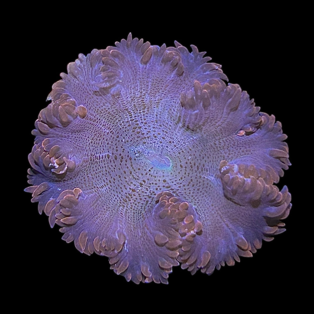 WYSIWYG Rock Flower Anemone