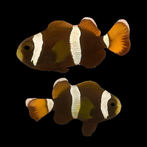 Captive Bred-Australian Wideband Latezonatus Clownfish Pair