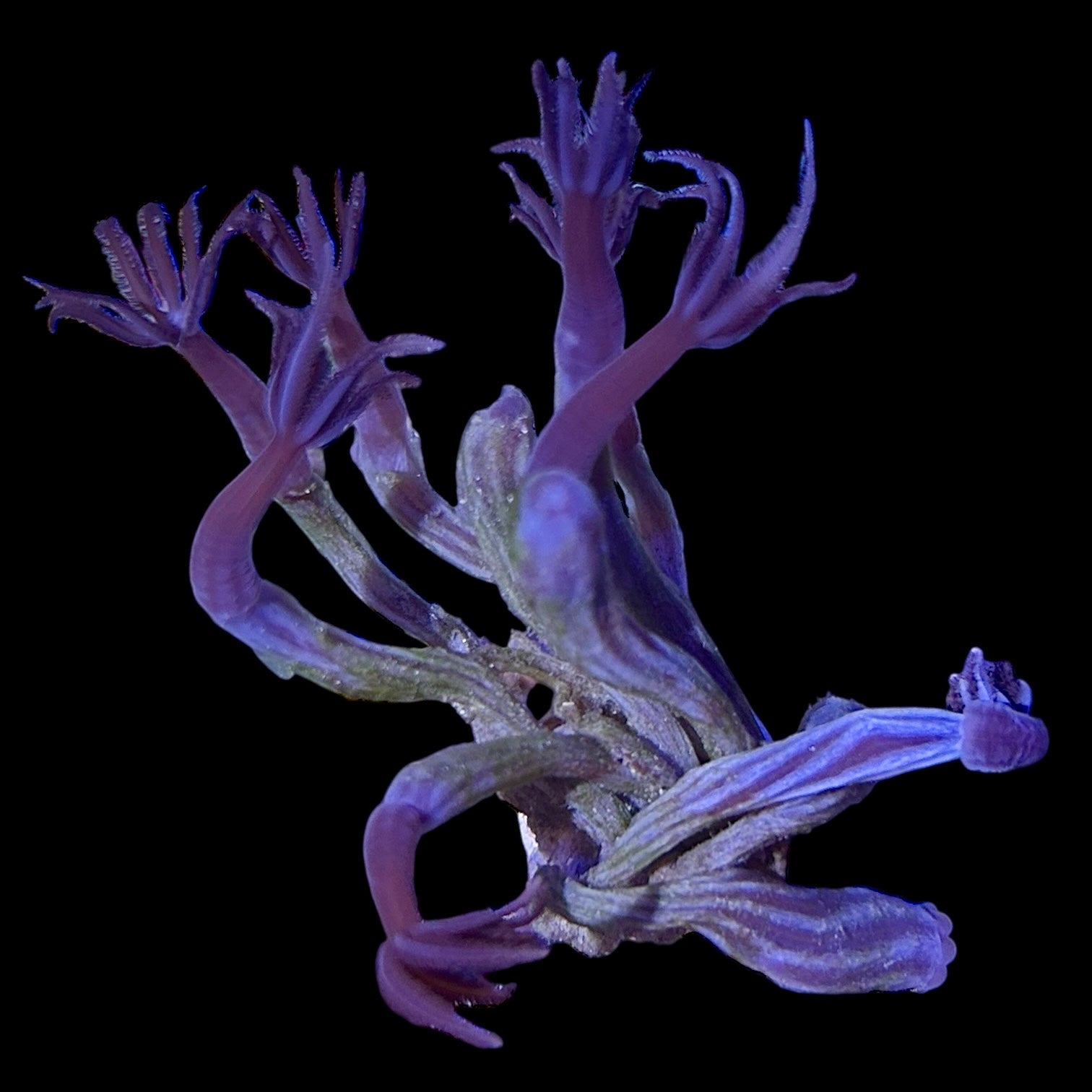 Soft Coral Frags – Alyssa's Seahorse Savvy