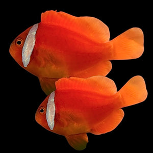 Aquarium Conditioned-Wild Barberi Tomato Clownfish Pair