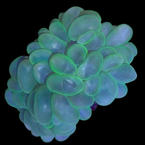 WYSIWYG Neon Green Bubble Coral Colony