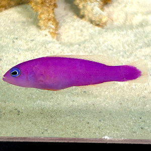 Captive Bred- Magenta Dottyback