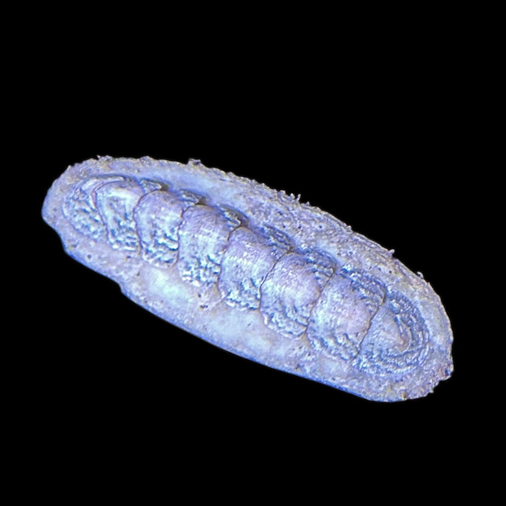Florida Dwarf Chiton
