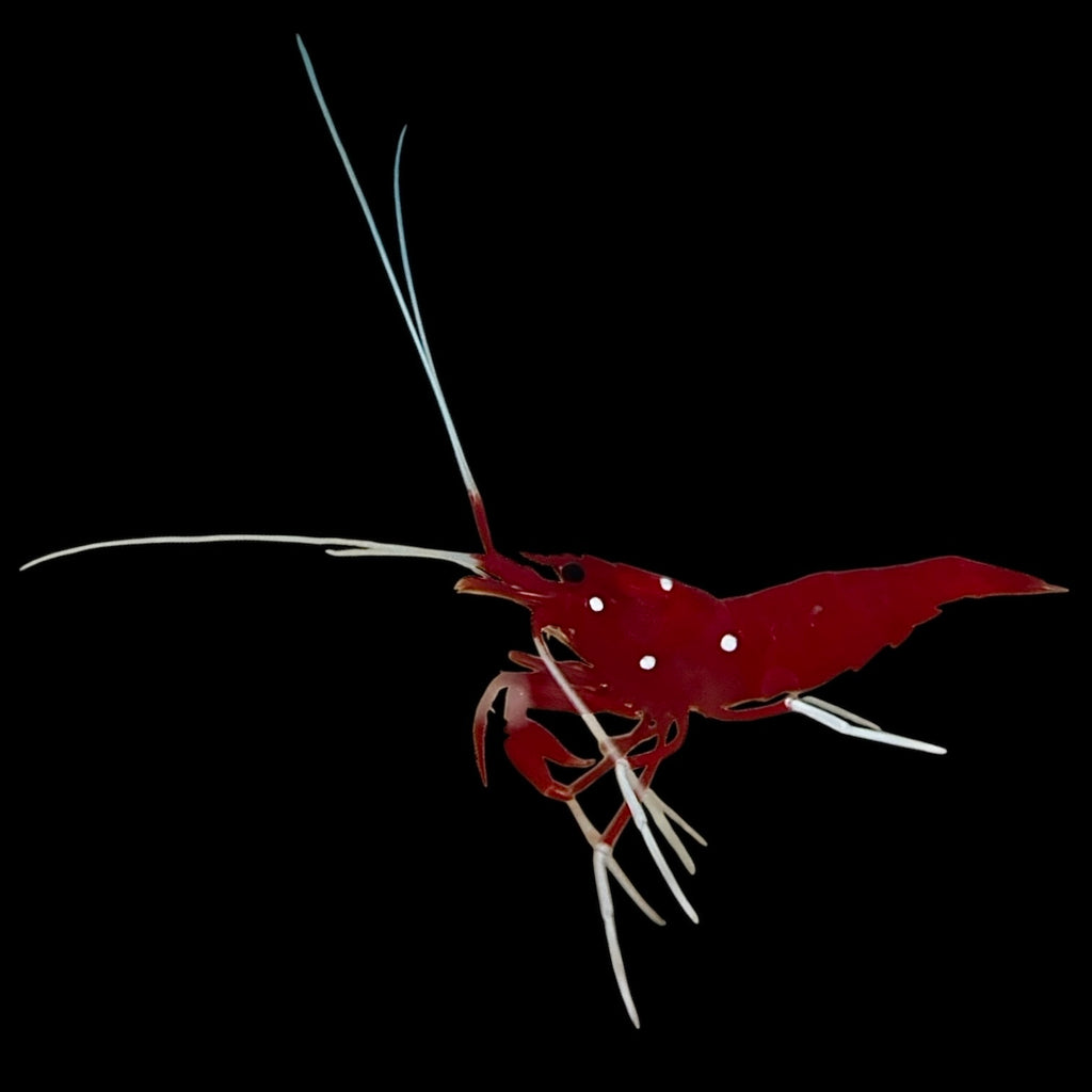 Blood Red Fire Shrimp