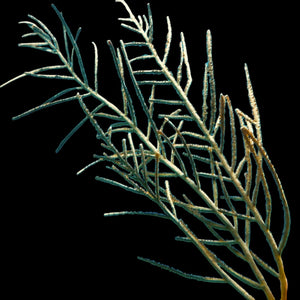 Golden Plume Gorgonian-Photosynthetic