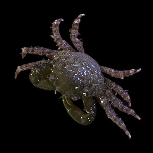 Holiday Special-Emerald Crab