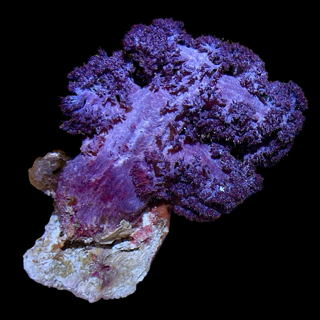 WYSIWYG Australian Purple Carnation Dendronephthya-Coral Colony (Non Photosynthetic)