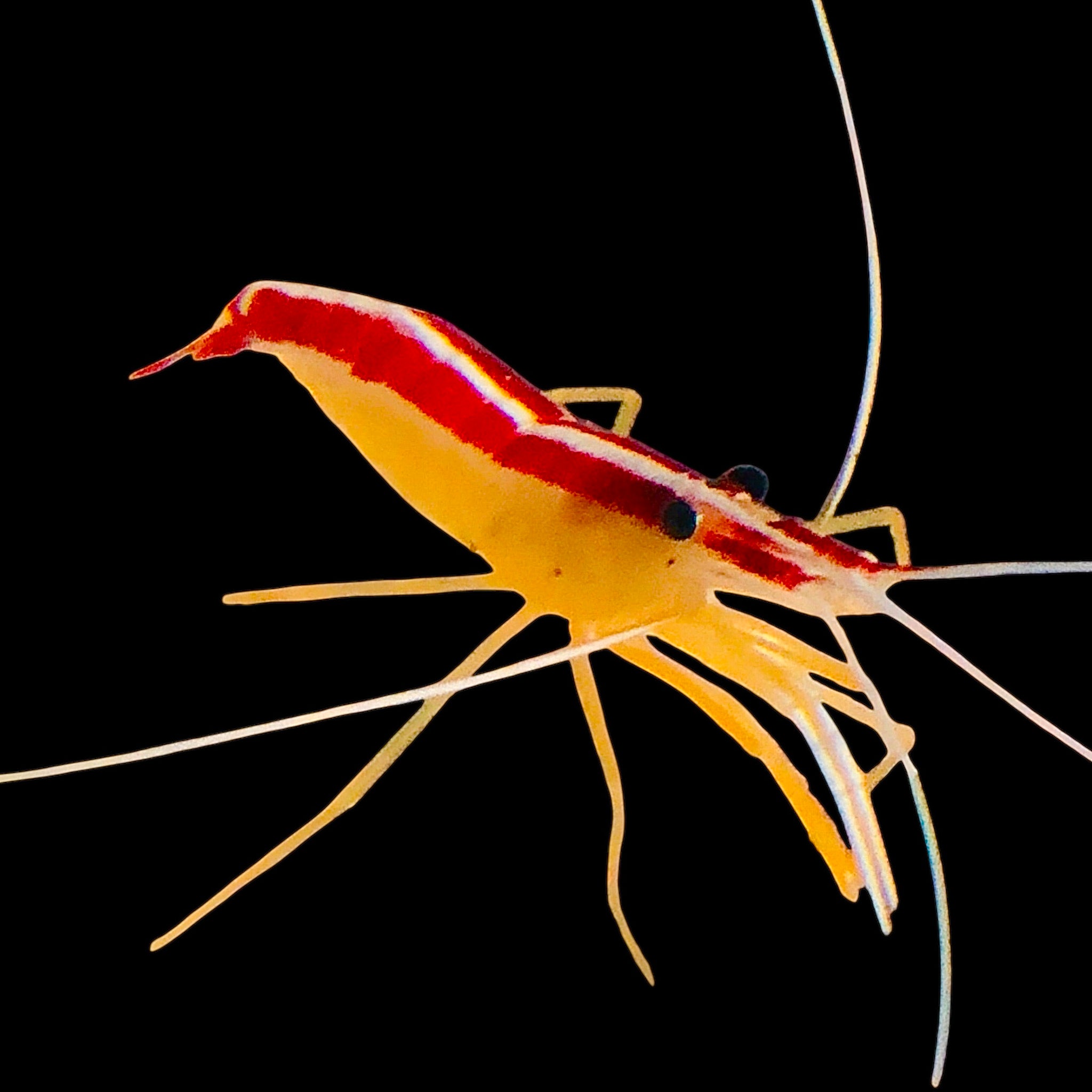 Shrimp – Alyssa's Seahorse Savvy
