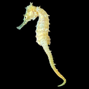 Captive Bred-Australian Zebra Snout Barbouri Seahorse-Single