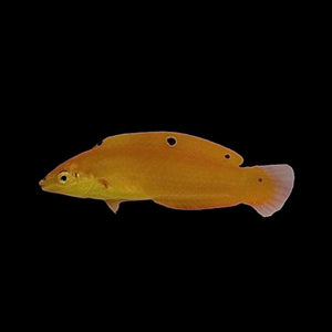 Aquarium Conditioned-Yellow Coris Wrasse