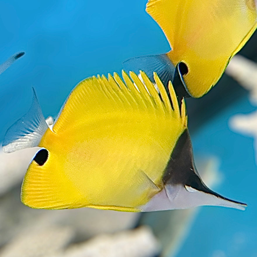 Aquarium Conditioned-Yellow Longnose Butterflyfish