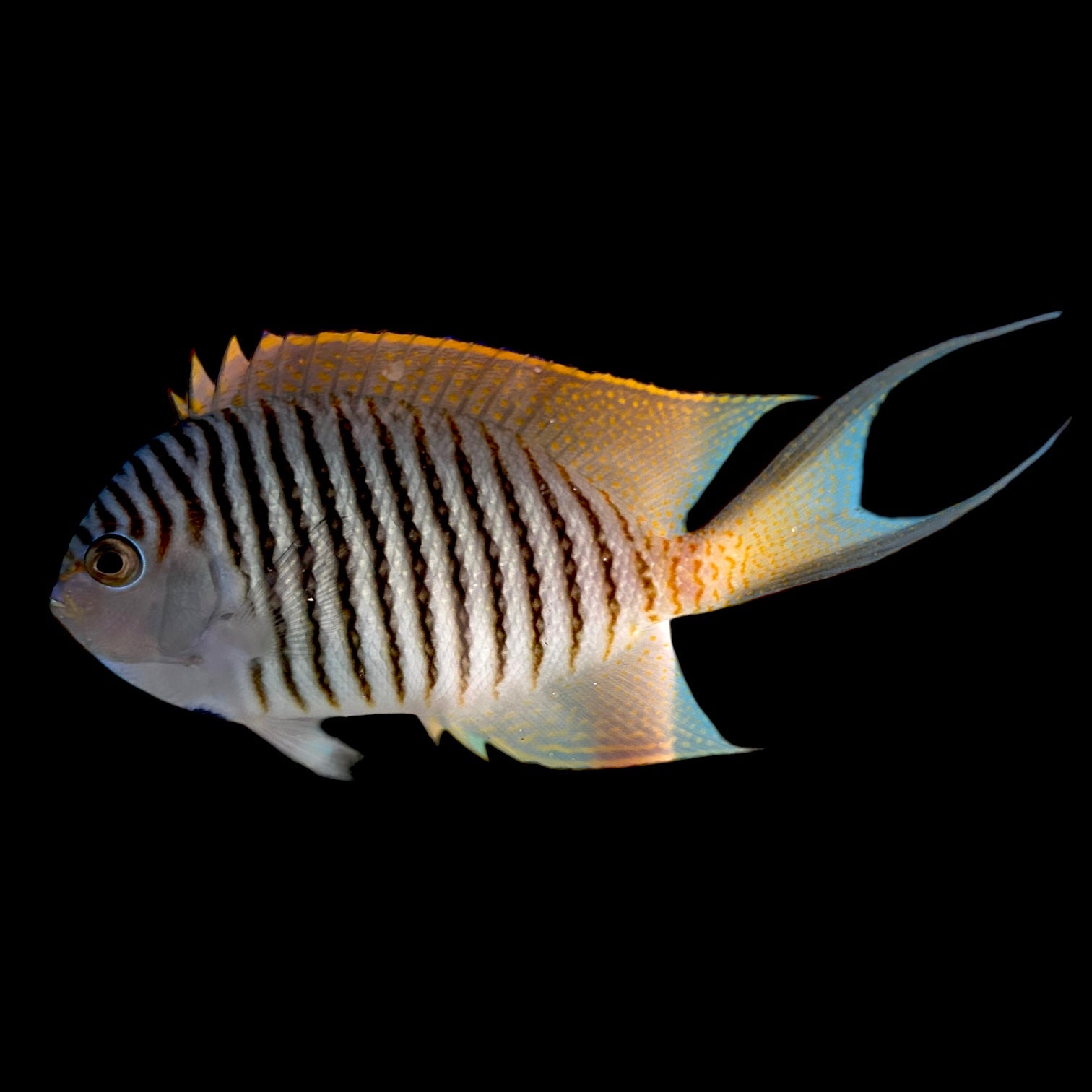 NEW ARRIVAL Aquarium Conditioned-Japanese Swallowtail Angelfish (Pair)