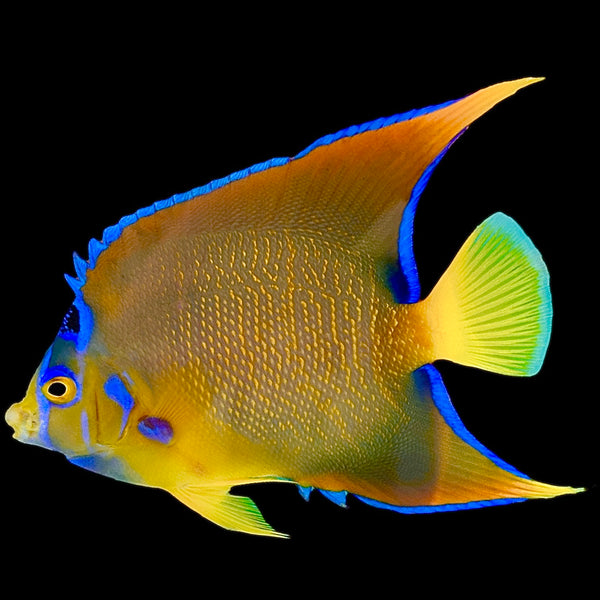 Queen Angelfish School II Indoor Outdoor Aqua Blue Fish Metal